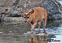 Odocoileus hemionus